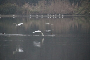 湖畔飞鸟 静谧自然之景