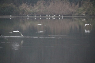 湖面上飞翔的一群白色鸟儿