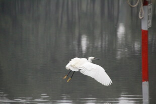 白鹭于水边轻盈展翅