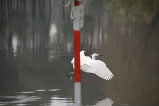 白鹭栖息于水中标志杆上