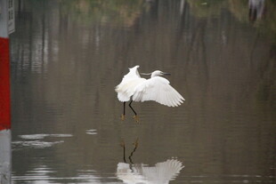 白鹭于水面优雅展翅