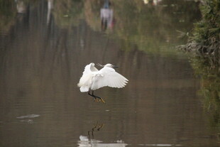 白鹭于水田中展翅飞翔