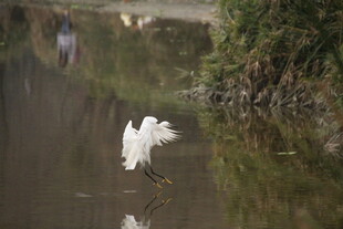 白鹭于水边优雅展翅