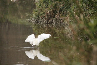 白鹭于水边优雅展翅