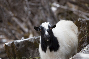 雪地中的黑白山羊