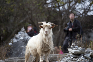 户外可爱白山羊
