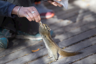 人喂松鼠互动温馨瞬间