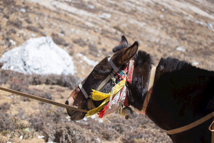 高原上的装饰马匹