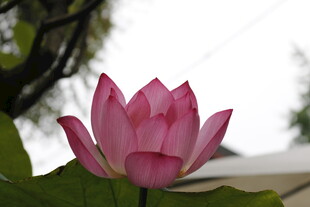 娇艳绽放的粉色荷花