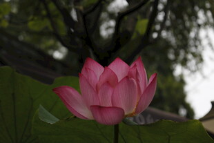 娇艳荷花绽放于绿叶间