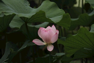 粉色荷花绽放于绿叶间