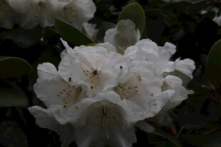 洁白盛放的美丽山茶花