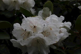 洁白绽放的美丽山茶花