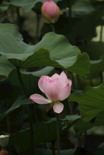 绽放的粉色荷花