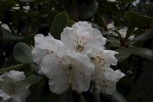 洁白杜鹃花绽放