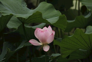 粉色荷花绽放于绿叶间