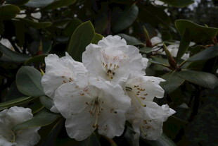 洁白绽放的美丽杜鹃花