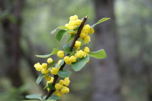 枝头黄花朵朵绽放