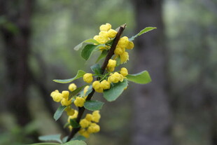 枝头绽放的黄色小花