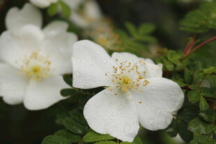 洁白野蔷薇绽放