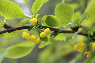枝头黄果伴绿叶