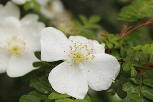 洁白野蔷薇绽放