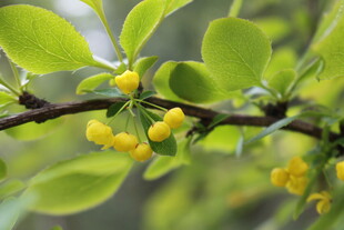 枝头黄果伴绿叶