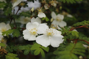 洁白野蔷薇绽放绿叶间