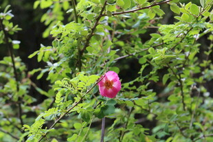 绿叶丛中的娇艳红玫瑰