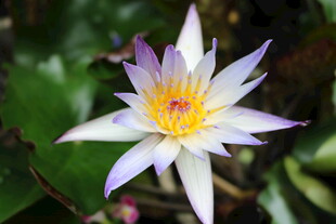 美丽绽放的紫白色睡莲