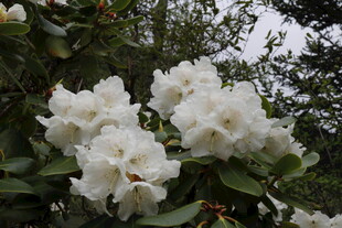 洁白杜鹃花绽放枝头