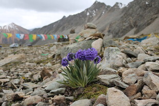 高原石间绽放的紫色花朵