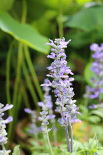 紫色鼠尾草绽放于绿植间