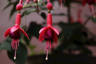 娇艳倒挂金钟花