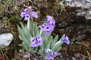 紫色小花绽放于草丛间