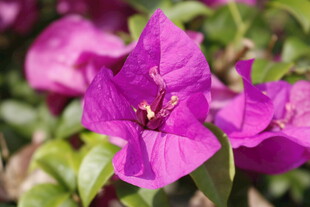 娇艳三角梅绽放