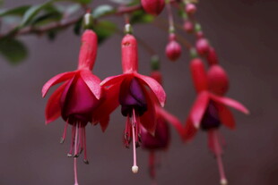 垂吊的艳丽红色倒挂金钟