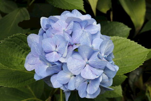 淡蓝色绣球花特写