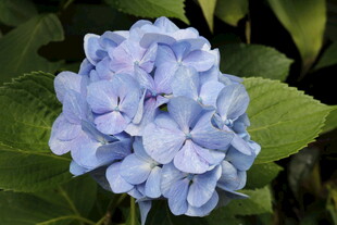 蓝色绣球花特写