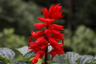 艳丽红穗花绽放