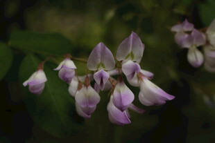 淡紫色豆科花卉特写