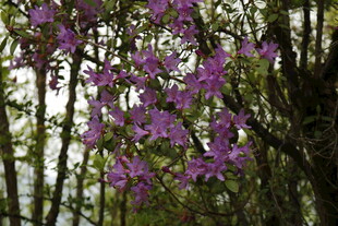 枝头绽放的紫色烂漫花朵
