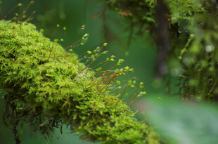 翠绿苔藓覆盖的生机景象