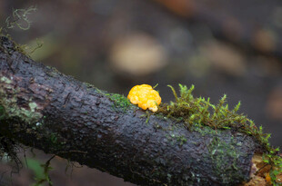 树枝上的黄色小蘑菇