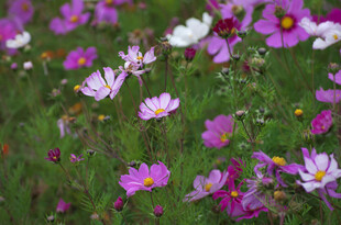 烂漫波斯菊绽放于绿野