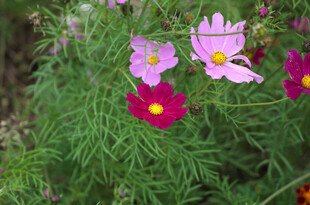 美丽波斯菊绽放于绿野