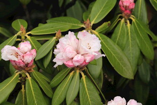 粉色娇艳杜鹃花绽放