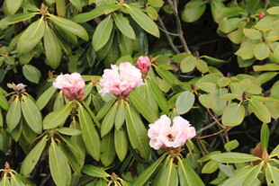 粉色娇艳杜鹃花