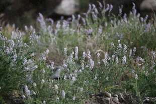 紫色野花绽放的自然美景