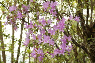 枝头绽放的紫色烂漫花朵